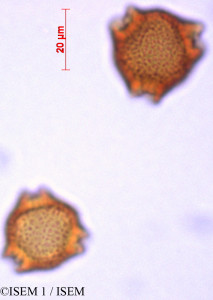 ISEM 1/Faramea_oblongifolia_29354/Faramea_oblongifolia_29354_0001(copy)_thumb.jpg